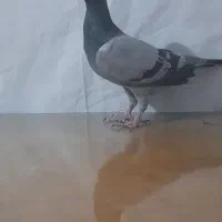 سبز دورگ ماده