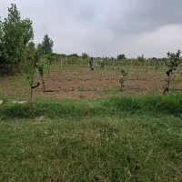 زمین باغی 2500 متر مربع فروشی واقع در مقام