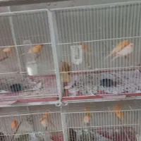 ماده قناری|پرنده|قم, گلزار|دیوار