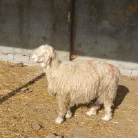 میش وبره|حیوانات مزرعه|فولادشهر, A2|دیوار