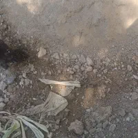 جوجه اردک اسراییلی (گوشتی)