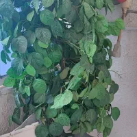 گل درختچه ای مصنوعی