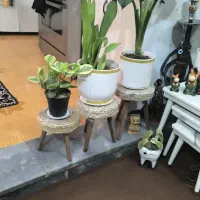 گیاهان سر حال|گل و گیاه طبیعی|شوش, |دیوار