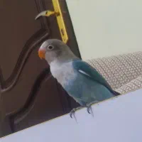 کوتوله 3ماه و نیمه نر|پرنده|فریمان, |دیوار