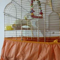 عروس هلندی جوجه|پرنده|قم, ولیعصر|دیوار