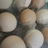 تخم مرغ و اردک محلی ارگانیک نطفه دار