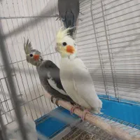 سه تا جوجه عروس هلندی|پرنده|دورود, |دیوار