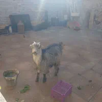 بُز شهرکردی