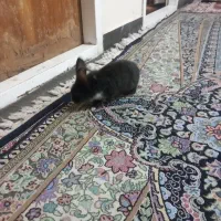 خرگوش