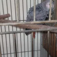 جفت کاسکو مولد وراهب زرد مولد