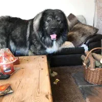 سگ سراب سگ‌ پژدر و ژرمن شپرد|سگ|ماهدشت, |دیوار