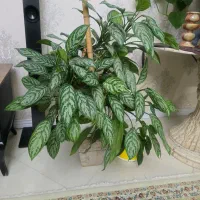 گلدان پر پشت آگلونما