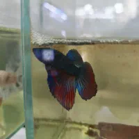 ماهی عید آکواریوم دلسا