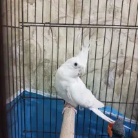 عروس هلندی البینو نر بالغ