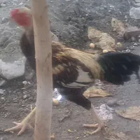 ۳تاخروس لل کرگ میناب