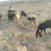 بزو بزغاله ملاثانی روستای..|حیوانات مزرعه|باوی, |دیوار