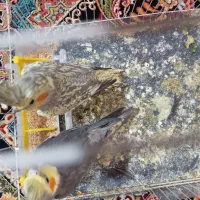 جفت عروس هلندی مفت|پرنده|تربت جام, فاز ۱ فرهنگیان|دیوار