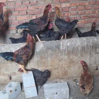 مرغ خروس محلی