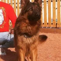 سگ دوبر پیت بول ژررمن کن کورسو 4نژاد|سگ|تهران, شهرک فرهنگیان|دیوار