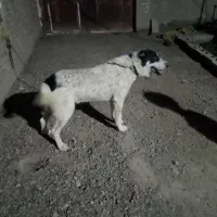 سگ خانگی