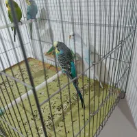 مرغ عشق و عروس هلندی