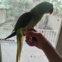 شاه طوطی|پرنده|زنجان, |دیوار