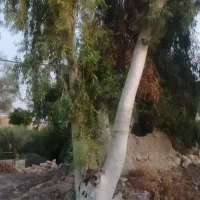 خریداچوب بید.مورد.انجیرودرخت های مزاهم