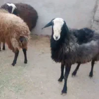 فروشی فوری سه عدد قوچ|حیوانات مزرعه|تاکستان, |دیوار