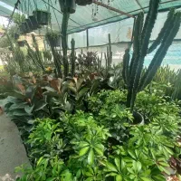 باغبانی و درختکاری