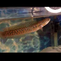 ماهی چانا اسیتیکا کالیمایا رد