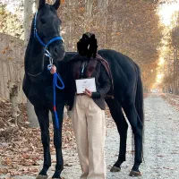 اسب قد ۱۸۳ .دو راس