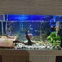 آکواریوم شیشه خم