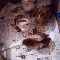 جوجه محلی ۲ هفته ای|حیوانات مزرعه|بهشهر, |دیوار