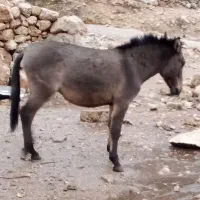 فروشی|اسب و تجهیزات اسب‌سواری|مسجد سلیمان, |دیوار