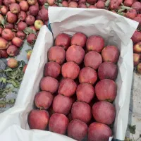 سیب|خوردنی و آشامیدنی|صفائیه, |دیوار