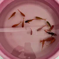 ماهی گلدفیش بزرگ