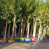 نهال های کشت بافتی  پایه رویشی پاشاپور نهالستان