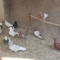 کبوتر طوقی.سینه ای واشعل