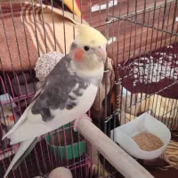 عروس هلندی نر ابلغ ۲ ساله