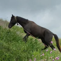 اسب نریون مشکی|اسب و تجهیزات اسب‌سواری|ساری, |دیوار