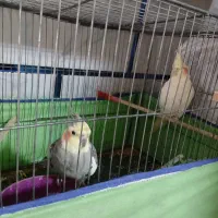 عروس هلندی جفت سخنگو