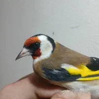 یجفت سهره ارزنده