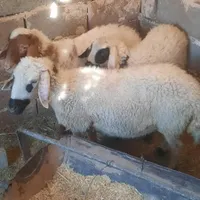 بره نر .میش بره ماده  بز پاکستانی راور|حیوانات مزرعه|کرمان, |دیوار