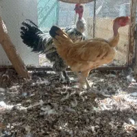 مرغ و خروس دم تخم رسمی محلی گردن لختی.|حیوانات مزرعه|تهران, جوانمردان (اندیشه)|دیوار