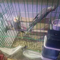 فروش تعدادی عروس هلندی سالم و سرحال