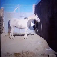 اسب|اسب و تجهیزات اسب‌سواری|اراک, |دیوار