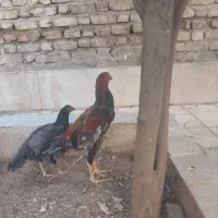 مرغ و خروس لاری|پرنده|شیراز, شیخ روزبهان|دیوار