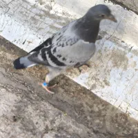 سبز ماده گ م ش ده