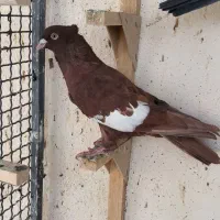 تعدادی ماده درجه یک|پرنده|مرودشت, فیروزی|دیوار