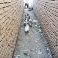 غاز|حیوانات مزرعه|خرمشهر, |دیوار